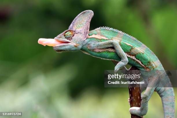 veiled chameleon sticking out its tongue ready to catch prey, indonesia - chameleon tongue stock pictures, royalty-free photos & images