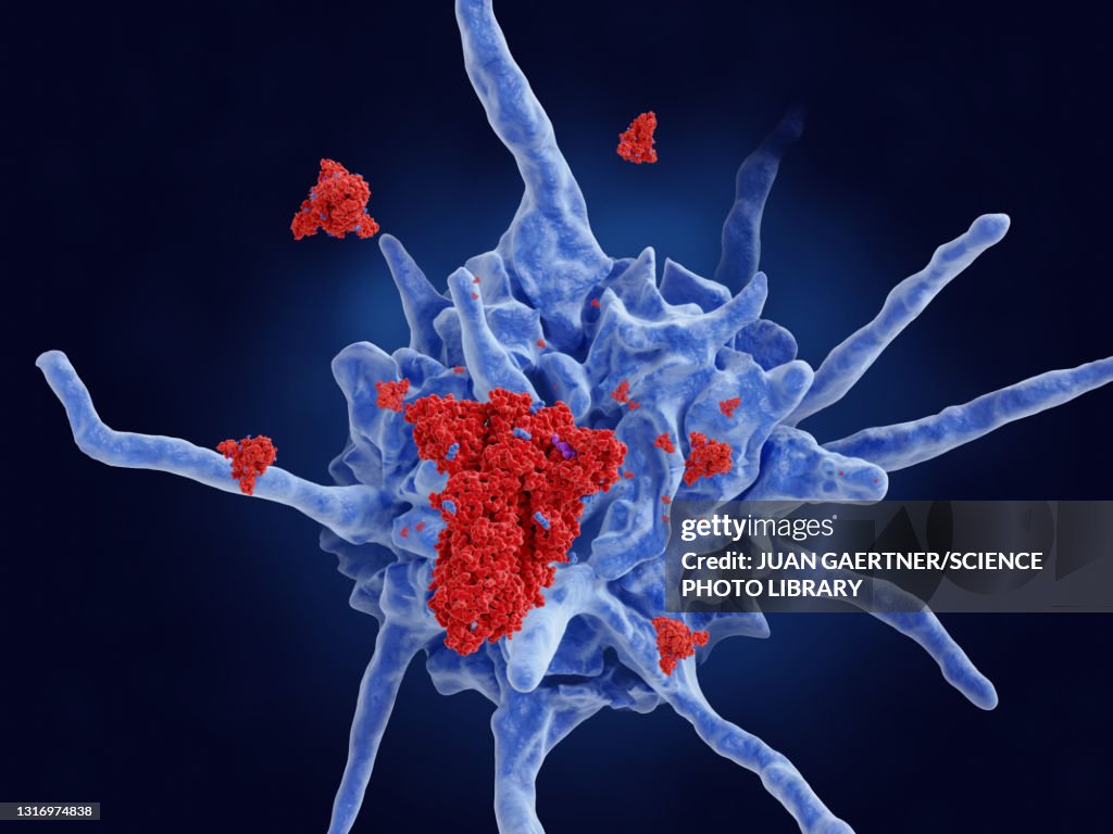 Dendritic cell processing Covid-19 protein, illustration