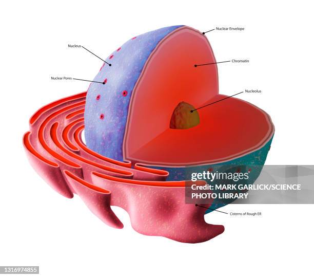 stockillustraties, clipart, cartoons en iconen met cell nucleus structure, illustration - celmembraan