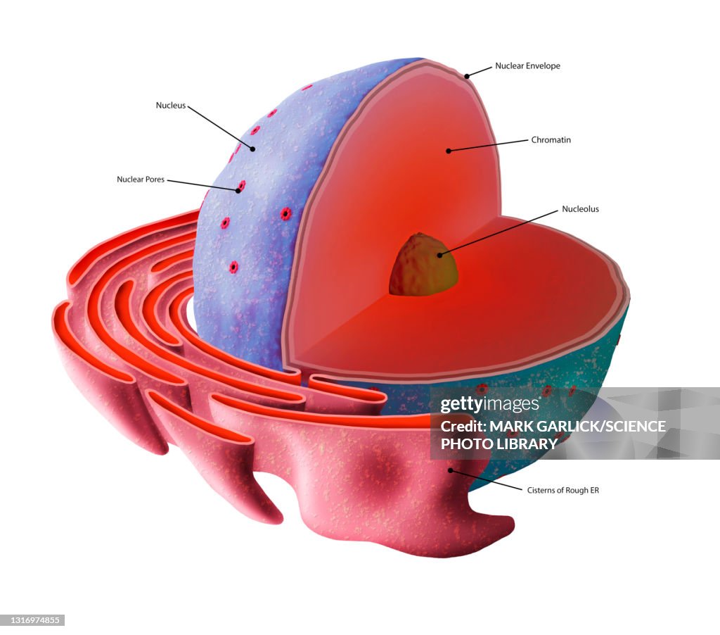 Cell nucleus structure, illustration