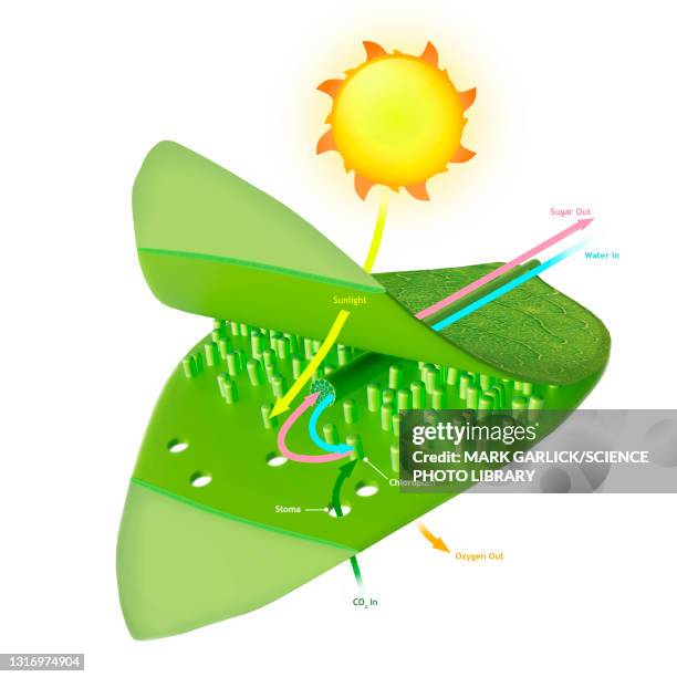 photosynthesis, illustration - chloroplast stock illustrations