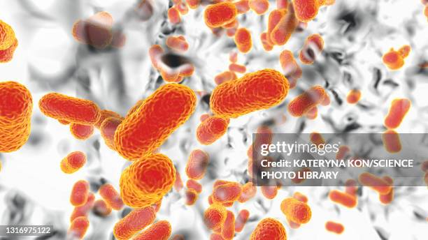 stockillustraties, clipart, cartoons en iconen met acinetobacter baumannii bacteria, illustration - germs