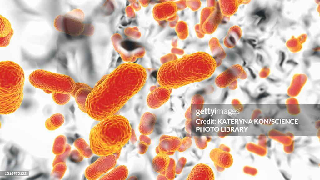 Acinetobacter baumannii bacteria, illustration