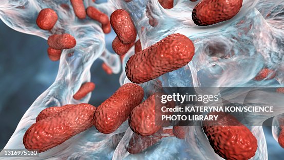Acinetobacter baumannii bacteria, illustration Acinetobacter baumannii bacteria, illustration