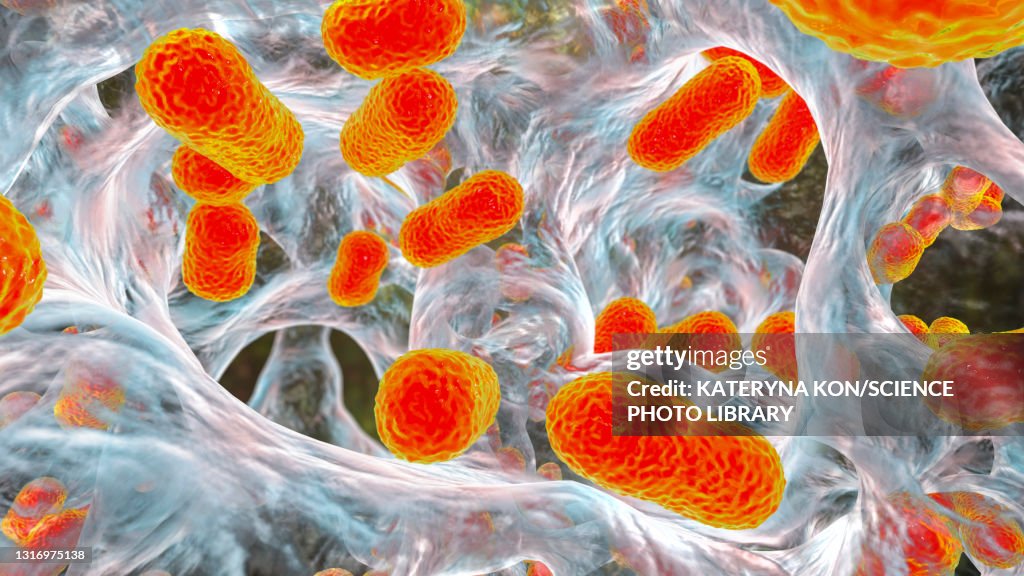 Acinetobacter baumannii bacteria, illustration