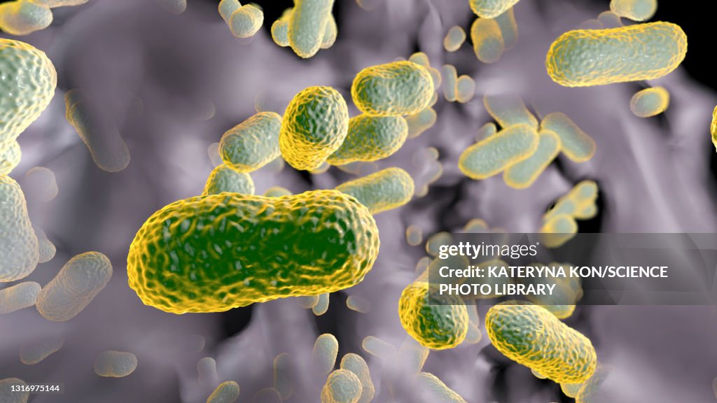 Acinetobacter baumannii bacteria, illustration