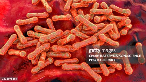 stockillustraties, clipart, cartoons en iconen met corynebacterium diphtheriae, illustration - difterie