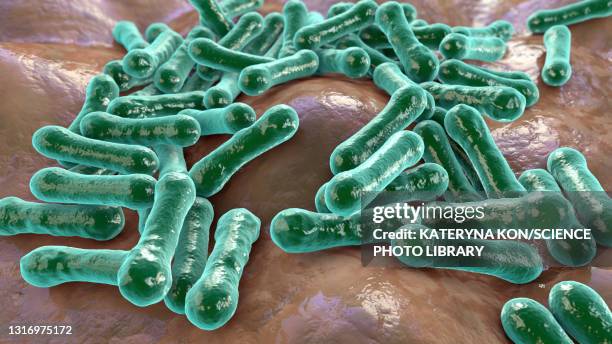 corynebacterium diphtheriae, illustration - corynebacterium diphtheriae stock illustrations