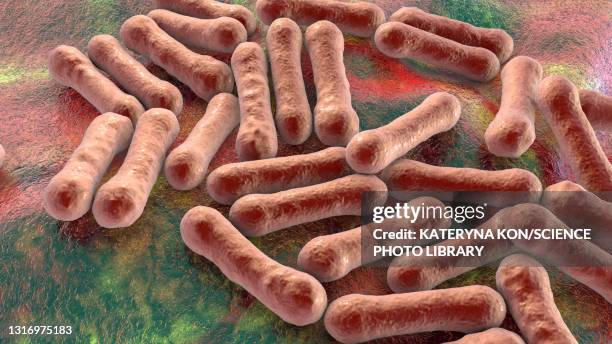 corynebacterium diphtheriae, illustration - corynebacterium diphtheriae stock illustrations
