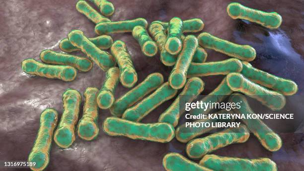 corynebacterium diphtheriae, illustration - corynebacterium diphtheriae stock illustrations