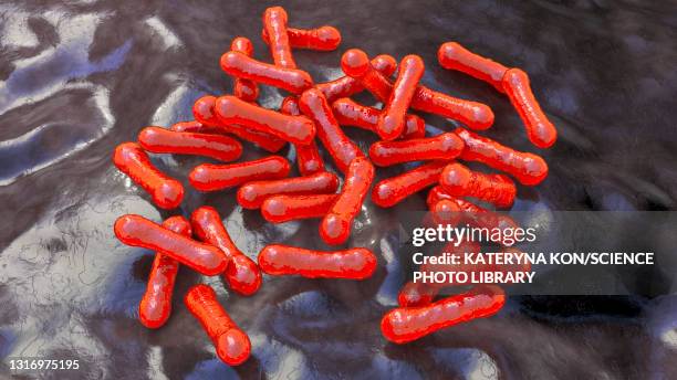 corynebacterium diphtheriae, illustration - corynebacterium diphtheriae stock illustrations