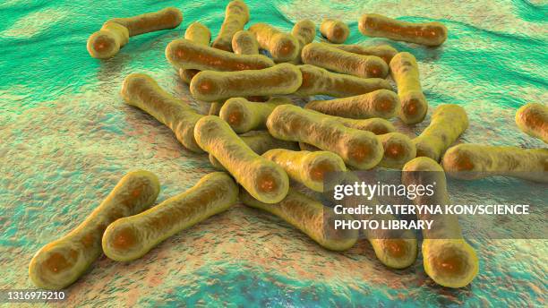 corynebacterium diphtheriae, illustration - corynebacterium diphtheriae stock illustrations