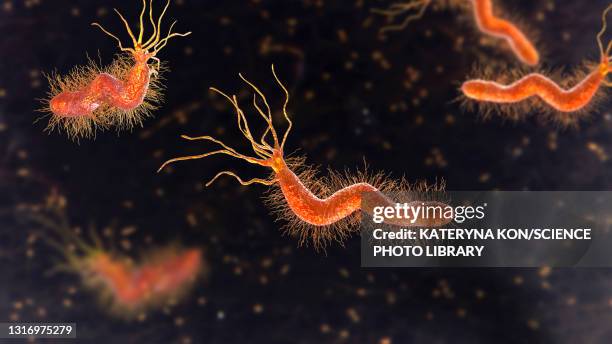 helicobacter pylori bacterium, illustration - helicobacter pylori stock-grafiken, -clipart, -cartoons und -symbole