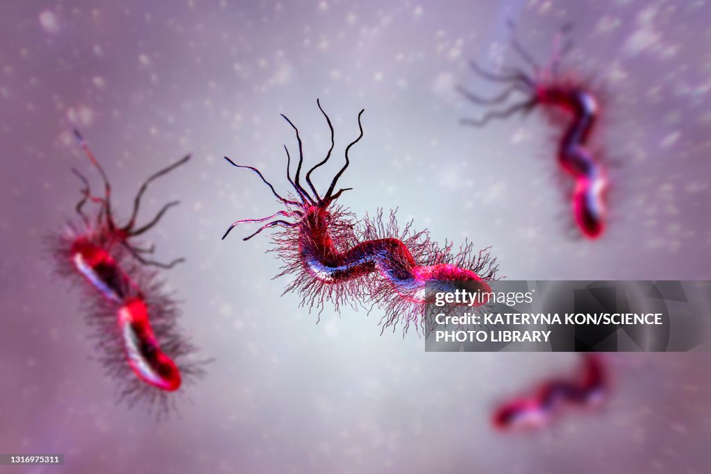 Helicobacter pylori bacterium, illustration