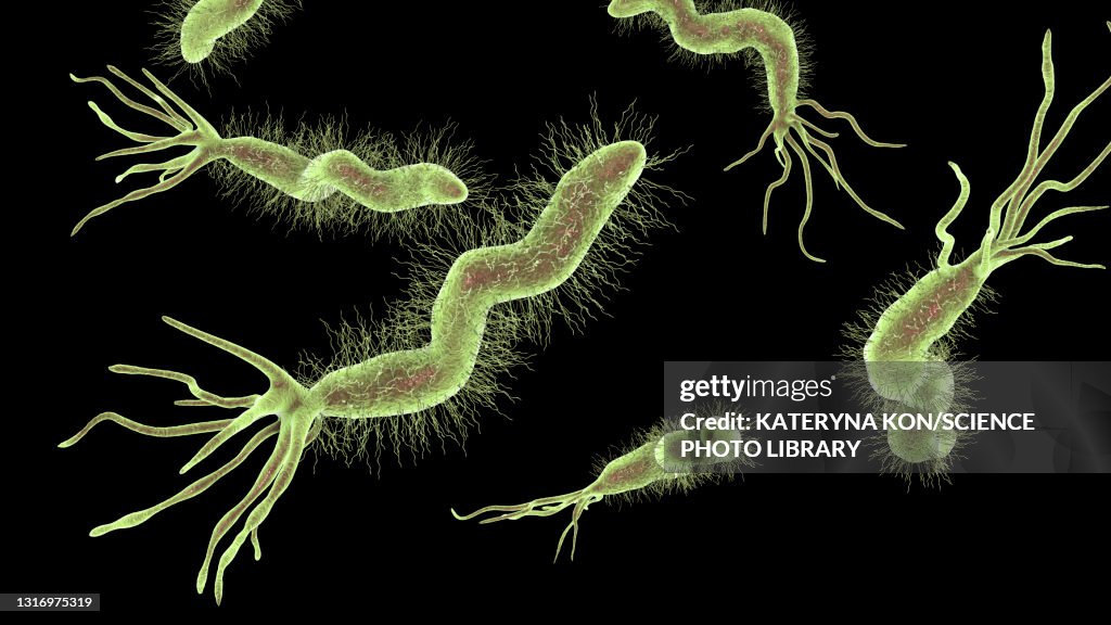 Helicobacter pylori bacterium, illustration