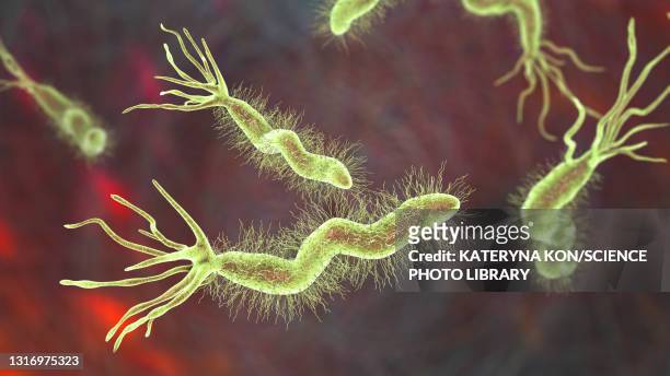 helicobacter pylori bacterium, illustration - cell flagellum stock-grafiken, -clipart, -cartoons und -symbole