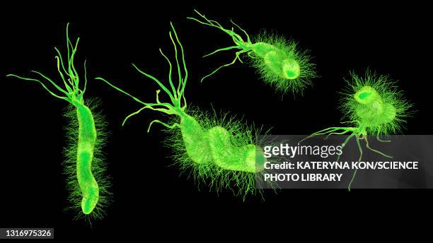 helicobacter pylori bacterium, illustration - helicobacter pylori stock-grafiken, -clipart, -cartoons und -symbole