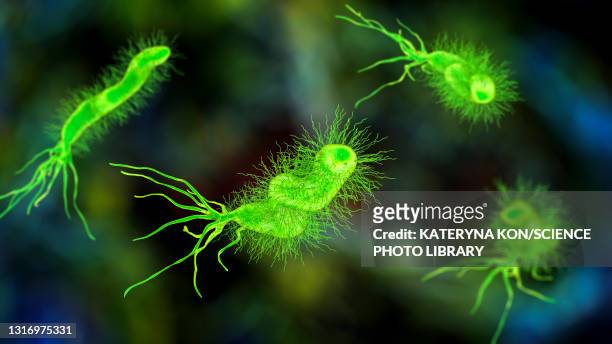 ilustraciones, imágenes clip art, dibujos animados e iconos de stock de helicobacter pylori bacterium, illustration - stomach ulcer