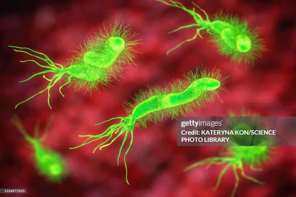 Helicobacter pylori bacterium, illustration