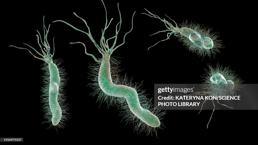 Helicobacter pylori bacterium, illustration