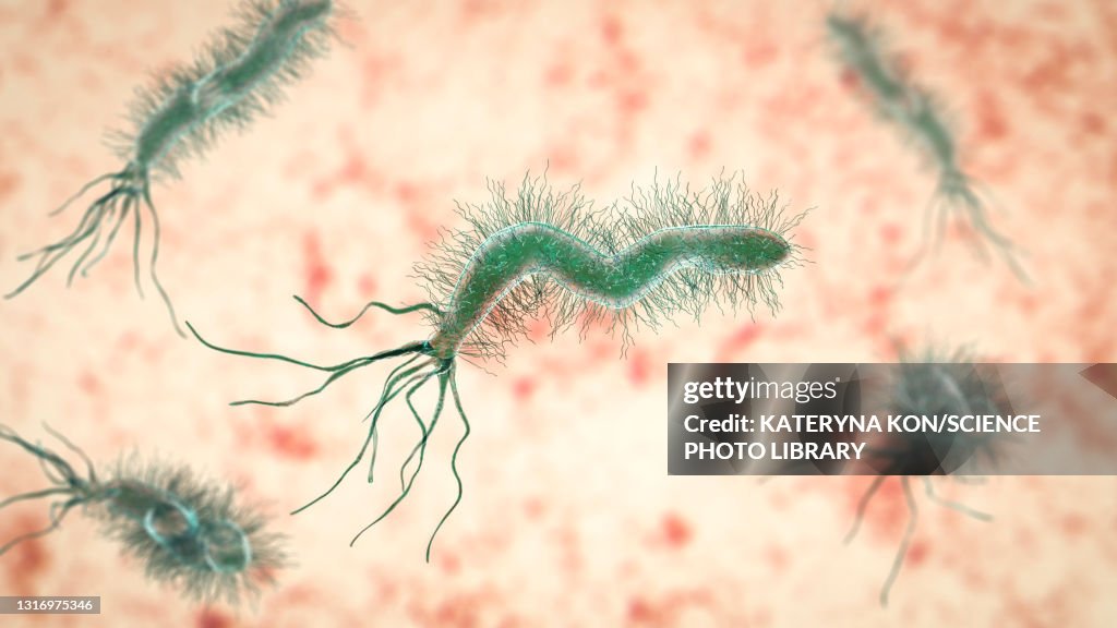 Helicobacter pylori bacterium, illustration