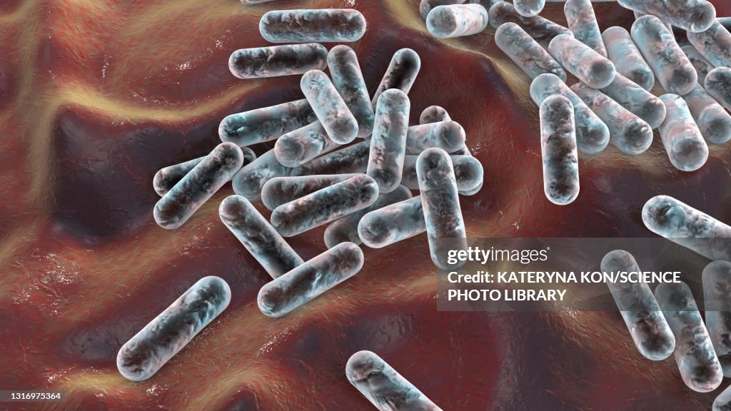 Cutibacterium acnes bacteria, illustration