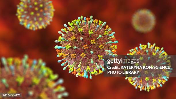 49 Hendra Virus Hendra Stock Photos High Res Pictures And Images 49-hendra-virus-hendra-stock-photos-high-res-pictures-and-images