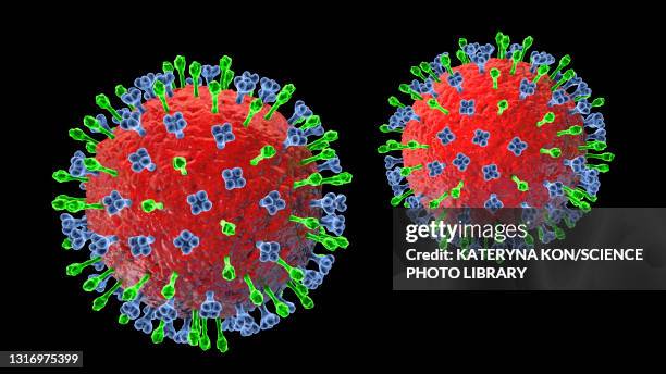 39 Hendra Virus Hendra Stock Photos High Res Pictures And Images 39-hendra-virus-hendra-stock-photos-high-res-pictures-and-images