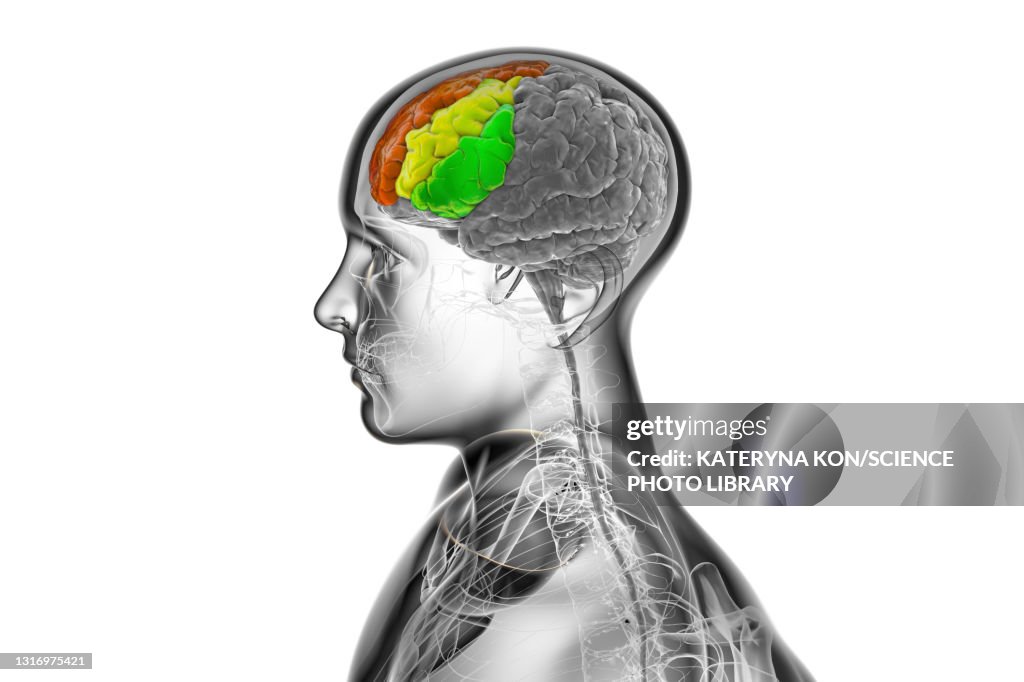 Brain Development Gyri Human Brain With Highlighted Frontal Gyri Illustration High-Res Vector ...