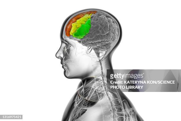 human brain with highlighted frontal gyri, illustration - frontal lobe stock illustrations