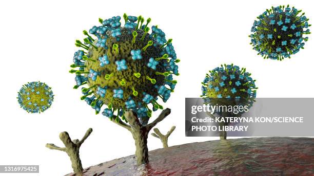 nipah viruses binding to human cells, illustration - stained stock illustrations