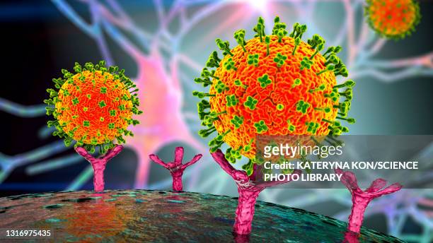 stockillustraties, clipart, cartoons en iconen met nipah viruses binding to human cells, illustration - zoonotic diseases