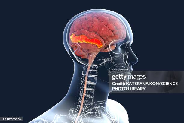 Temporal Rhytids Temporal Lobe Photos and Premium High Res Pictures - Getty Images
