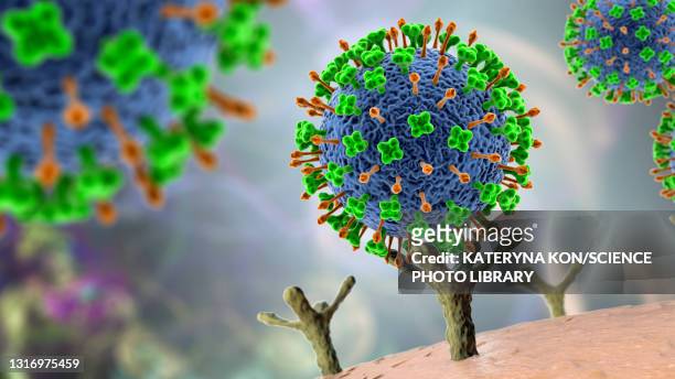 ilustrações de stock, clip art, desenhos animados e ícones de nipah viruses binding to human cells, illustration - doença zoonótica