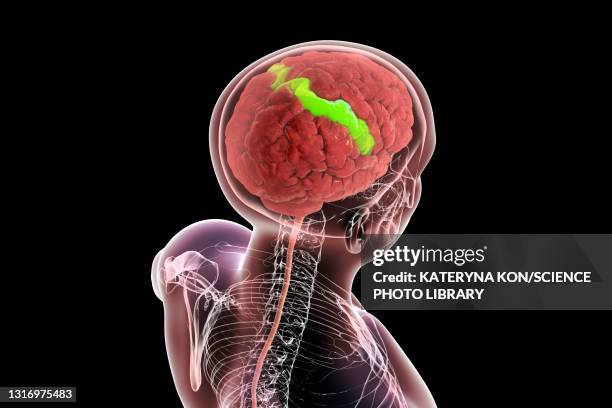 human brain with highlighted postcentral gyrus, illustration - postcentral gyrus stock illustrations