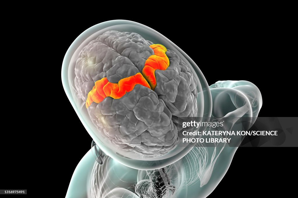 Human brain with highlighted precentral gyrus, illustration