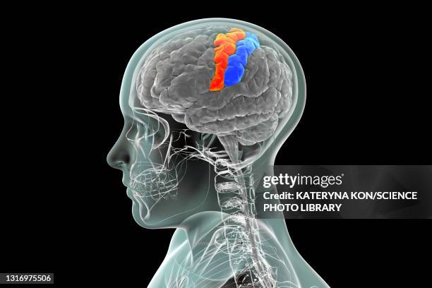 illustrations, cliparts, dessins animés et icônes de precentral and postcentral gyri of the brain, illustration - lobe frontal