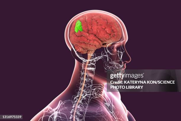 brain with highlighted supramarginal gyrus, illustration - scheitellappen stock-grafiken, -clipart, -cartoons und -symbole