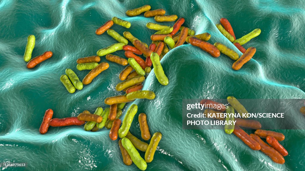Cutibacterium acnes bacteria, illustration