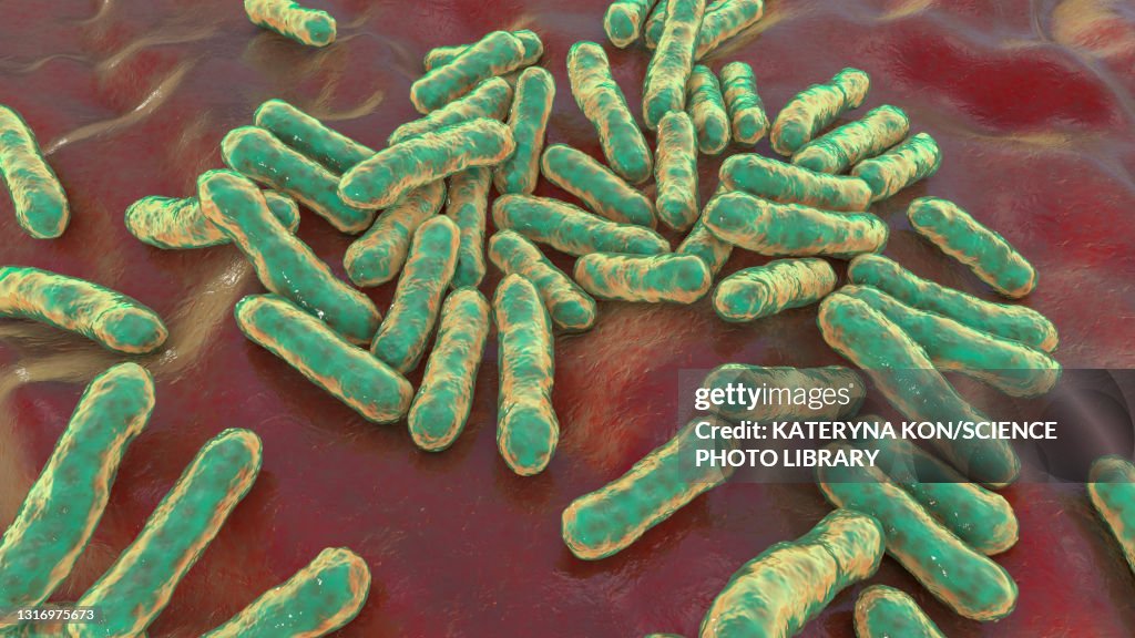 Cutibacterium acnes bacteria, illustration