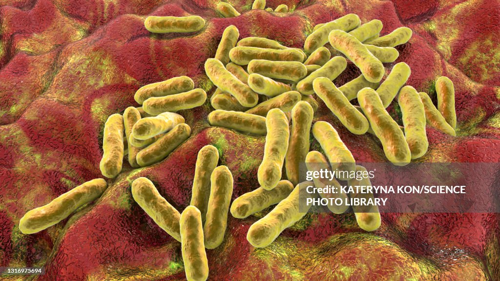 Cutibacterium acnes bacteria, illustration