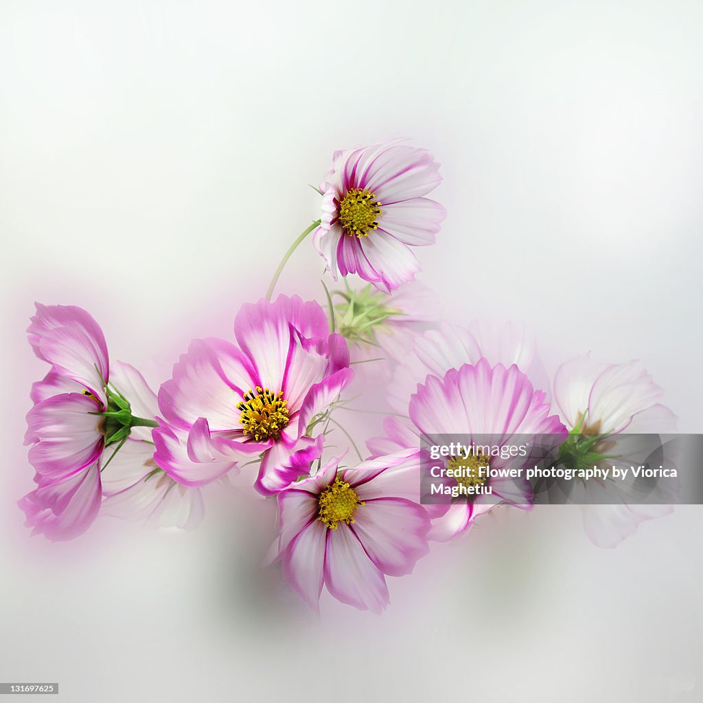 Cosmos flowers