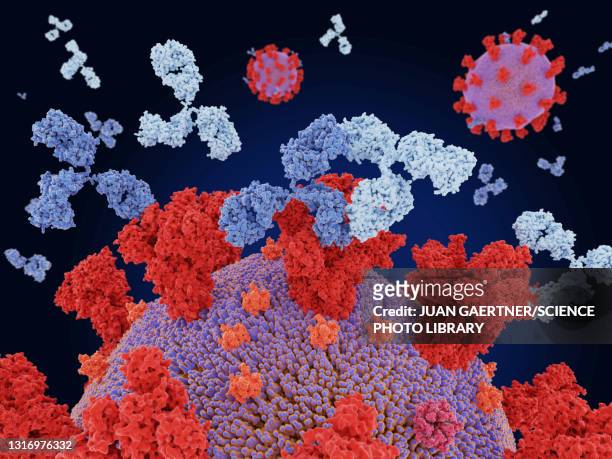 ilustrações de stock, clip art, desenhos animados e ícones de antibody cocktail binding to coronavirus, illustration - spike protein