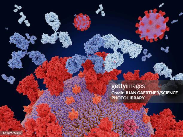 bildbanksillustrationer, clip art samt tecknat material och ikoner med antibody cocktail binding to coronavirus, illustration - antibody