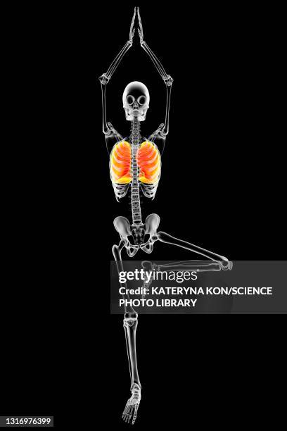 skeleton in tree yoga pose, illustration. - tree pose stock illustrations