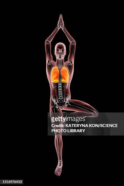 skeleton in tree yoga pose, illustration. - lotus position stock illustrations