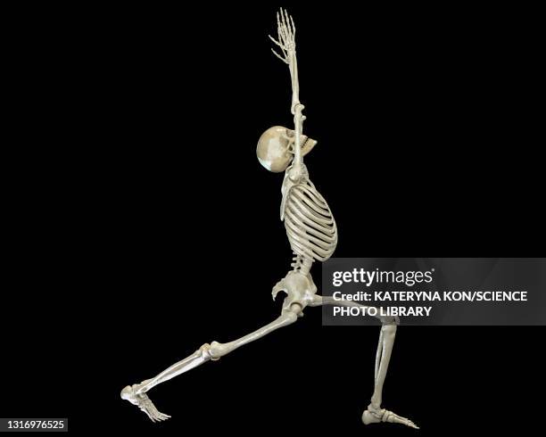 bildbanksillustrationer, clip art samt tecknat material och ikoner med skeleton in warrior 1 yoga pose, illustration - meditera