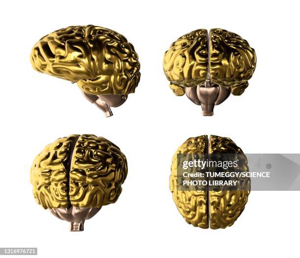 286 Occipital Lobe High Res Illustrations Biology Diagrams