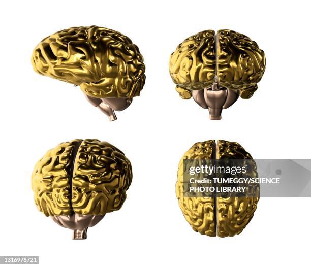 human brain, illustration - frontal lobe stock illustrations