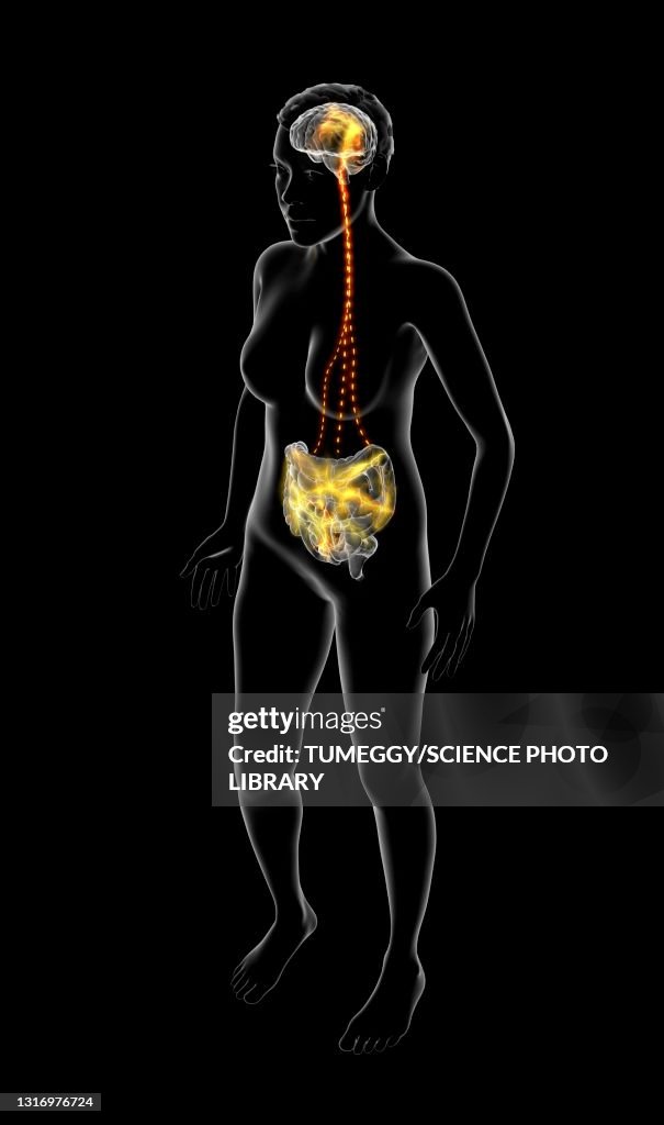 Connection between brain and stomach, illustration